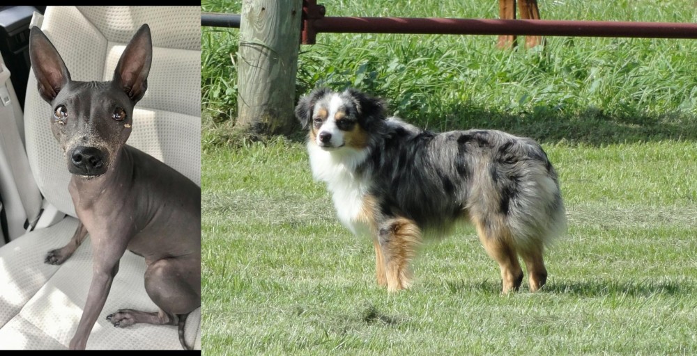 Toy Australian Shepherd vs American Hairless Terrier - Breed Comparison