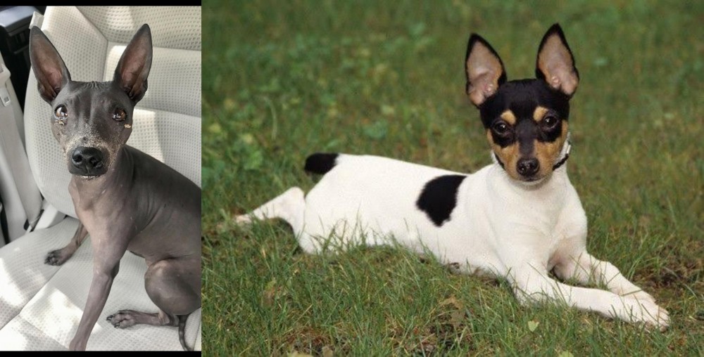 Toy Fox Terrier vs American Hairless Terrier - Breed Comparison
