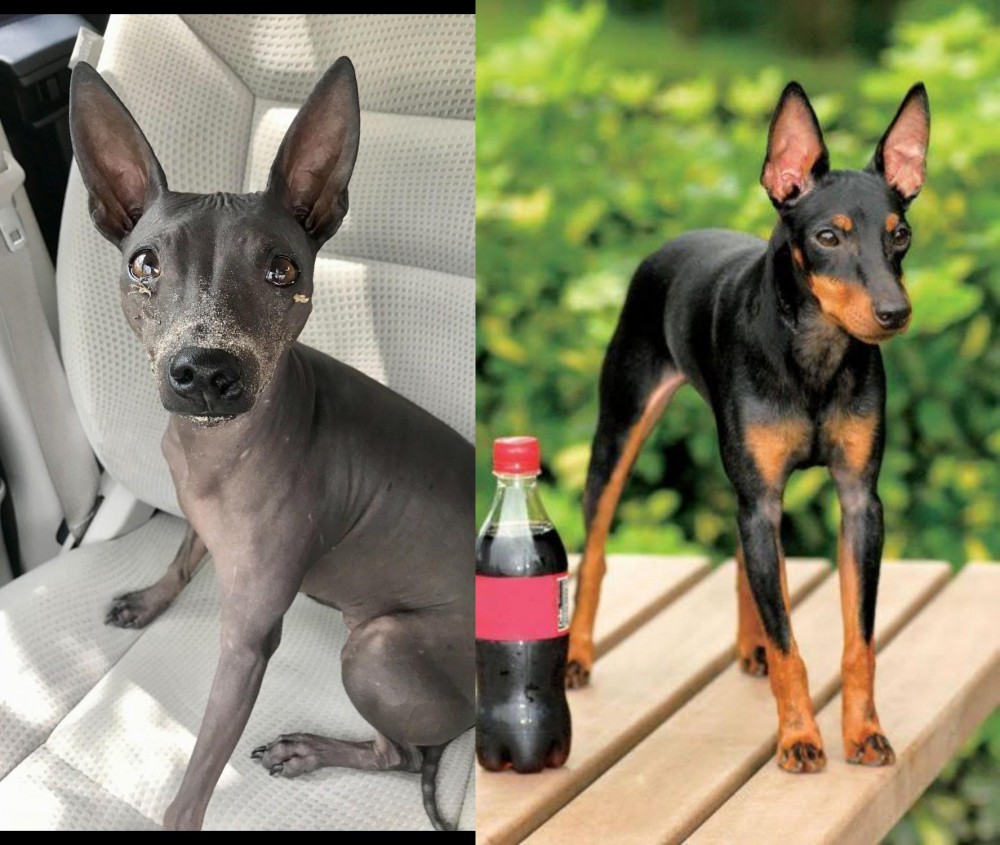 Toy Manchester Terrier vs American Hairless Terrier - Breed Comparison