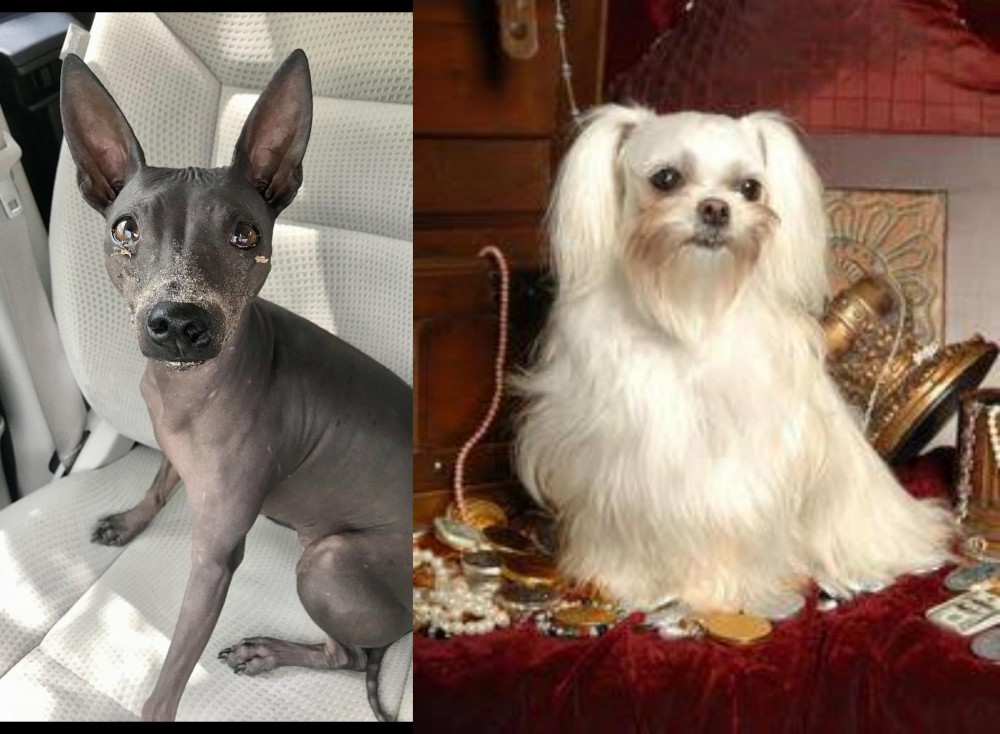 Toy Mi-Ki vs American Hairless Terrier - Breed Comparison