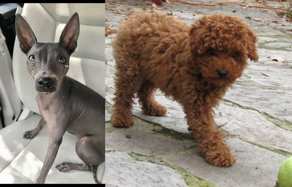 Toy Poodle vs American Hairless Terrier - Breed Comparison