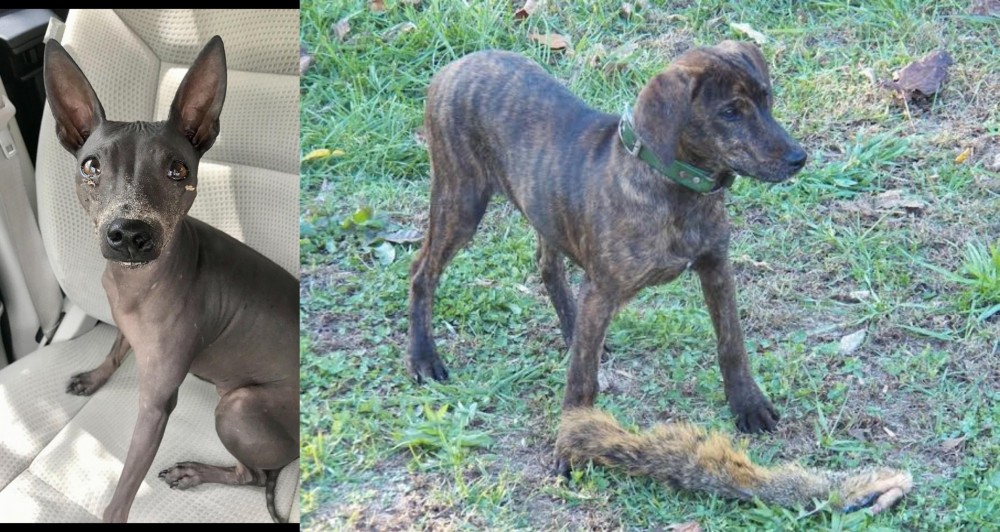 Treeing Cur vs American Hairless Terrier - Breed Comparison