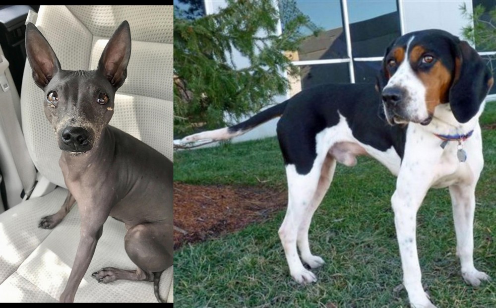 Treeing Walker Coonhound vs American Hairless Terrier - Breed Comparison