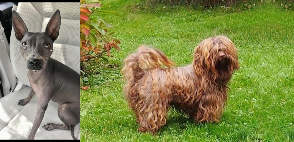 Tsvetnaya Bolonka vs American Hairless Terrier - Breed Comparison