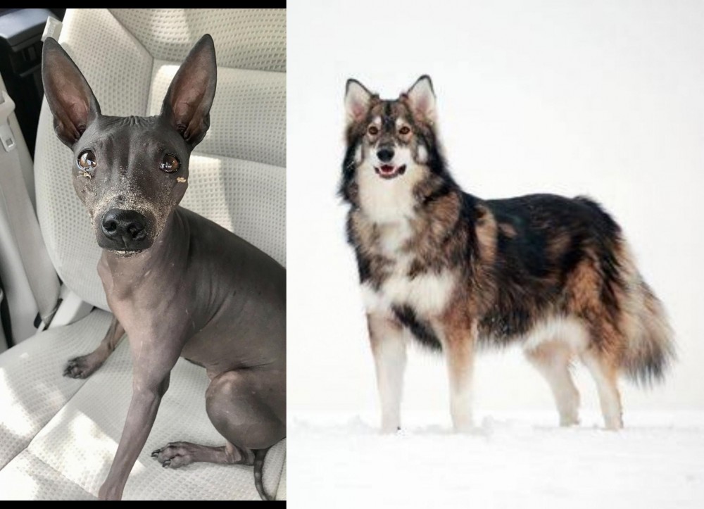 Utonagan vs American Hairless Terrier - Breed Comparison