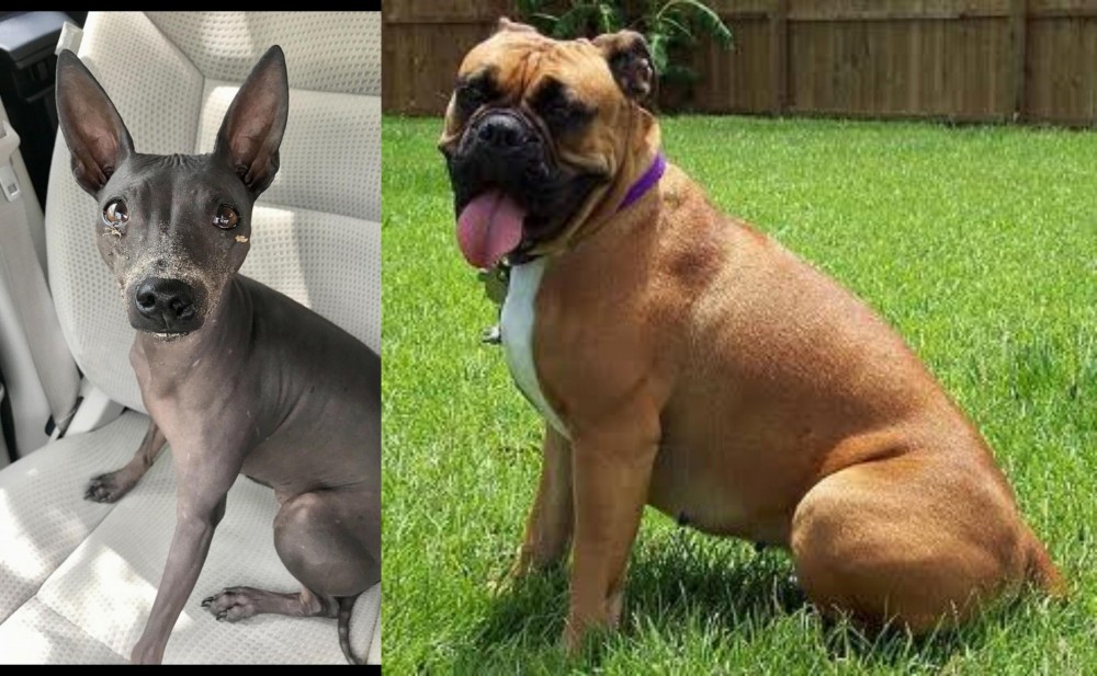 Valley Bulldog vs American Hairless Terrier - Breed Comparison