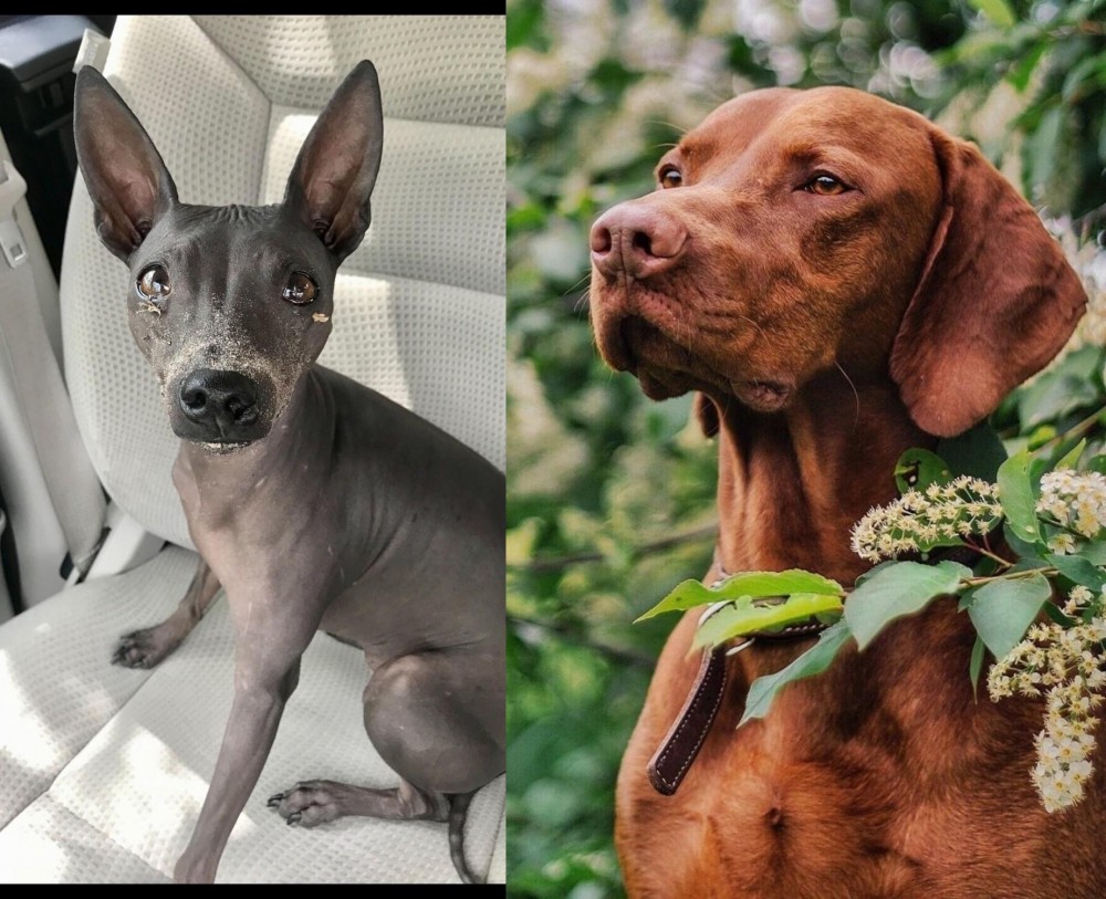 Vizsla vs American Hairless Terrier - Breed Comparison