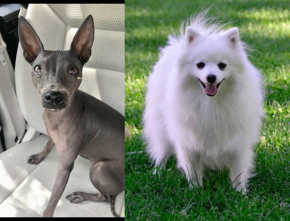 Volpino Italiano vs American Hairless Terrier - Breed Comparison