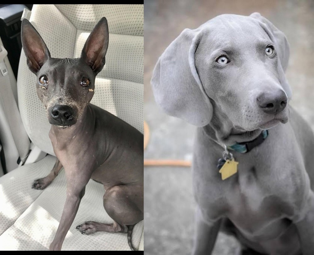 Weimaraner vs American Hairless Terrier - Breed Comparison