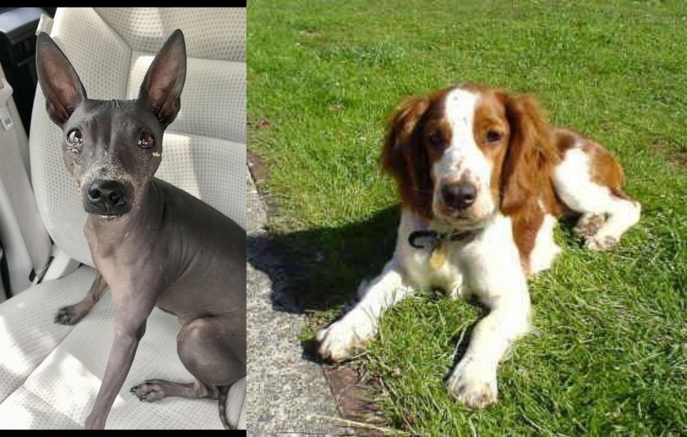 Welsh Springer Spaniel vs American Hairless Terrier - Breed Comparison