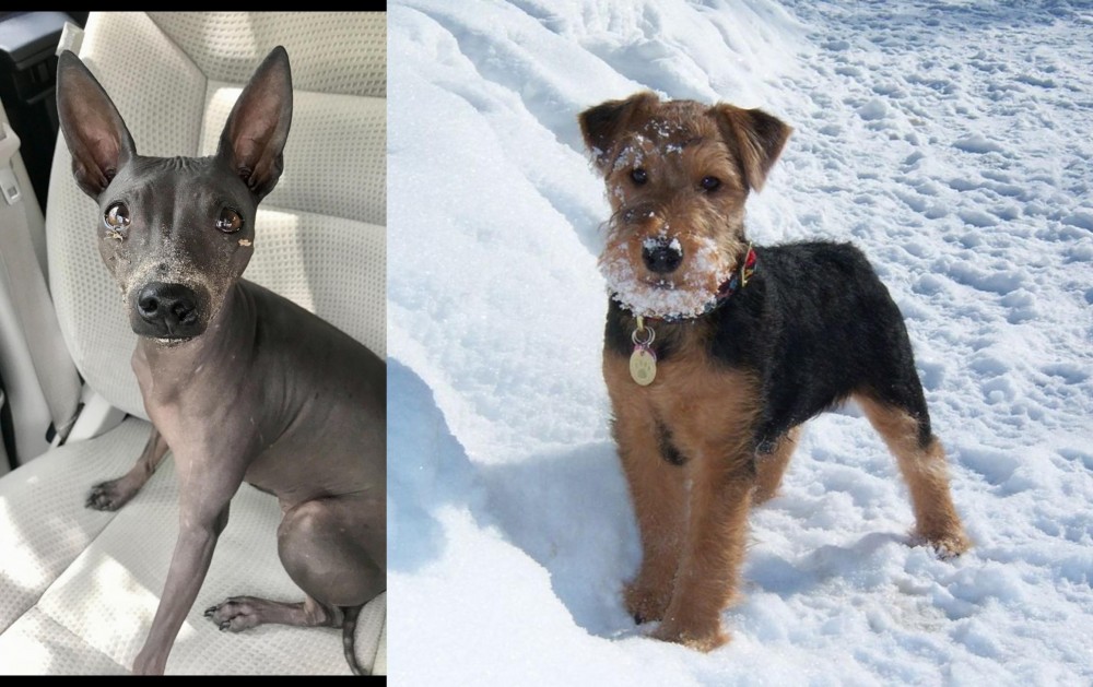 Welsh Terrier vs American Hairless Terrier - Breed Comparison