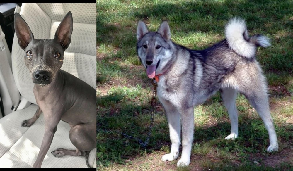West Siberian Laika vs American Hairless Terrier - Breed Comparison