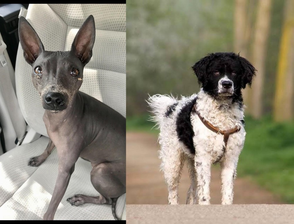 Wetterhoun vs American Hairless Terrier - Breed Comparison