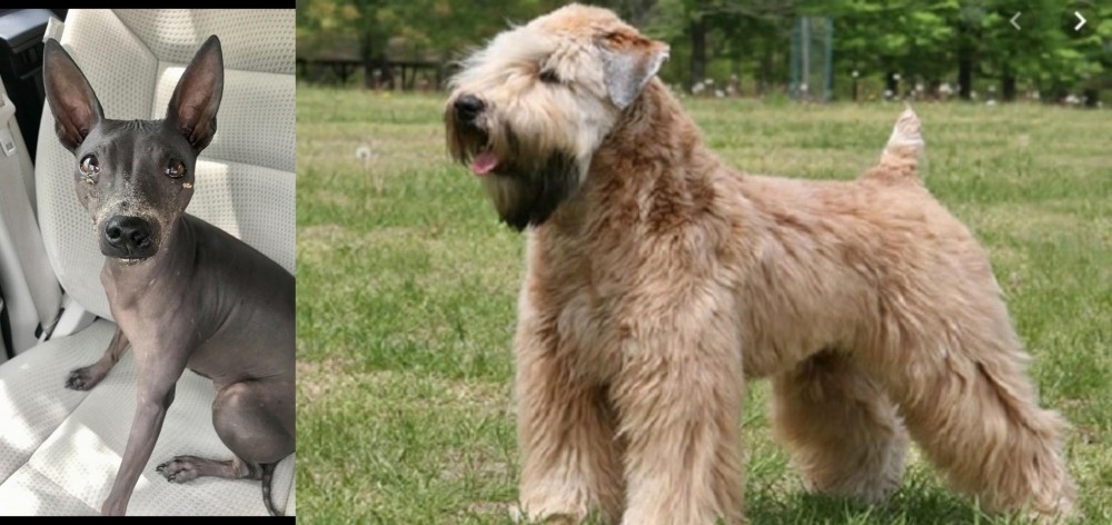 Wheaten Terrier vs American Hairless Terrier - Breed Comparison
