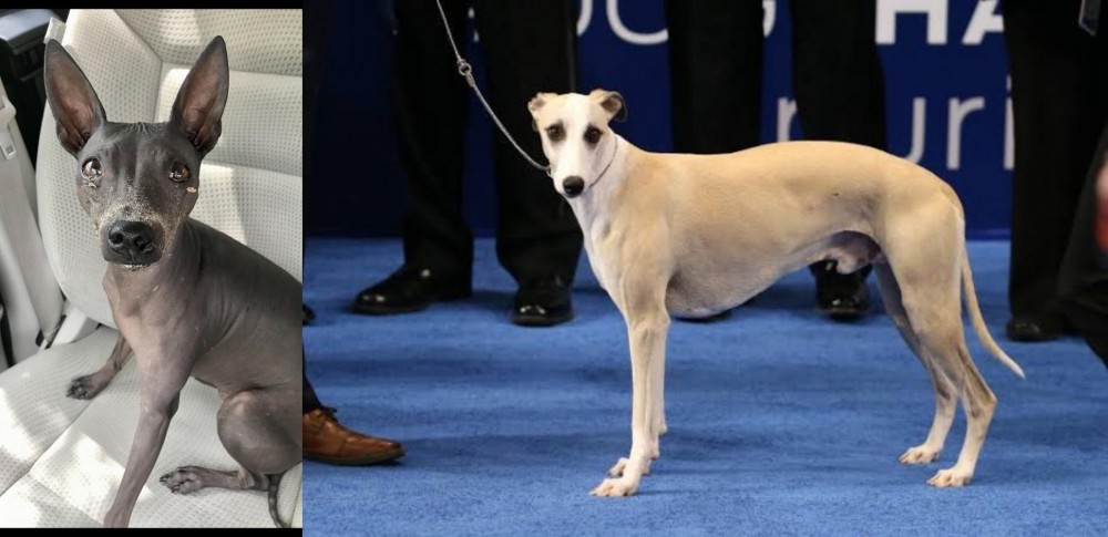 Whippet vs American Hairless Terrier - Breed Comparison