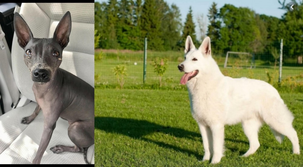 White Shepherd vs American Hairless Terrier - Breed Comparison