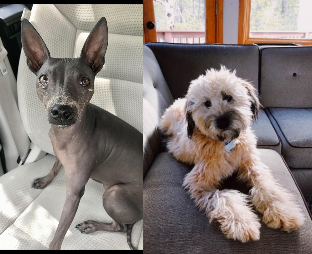 Whoodles vs American Hairless Terrier - Breed Comparison