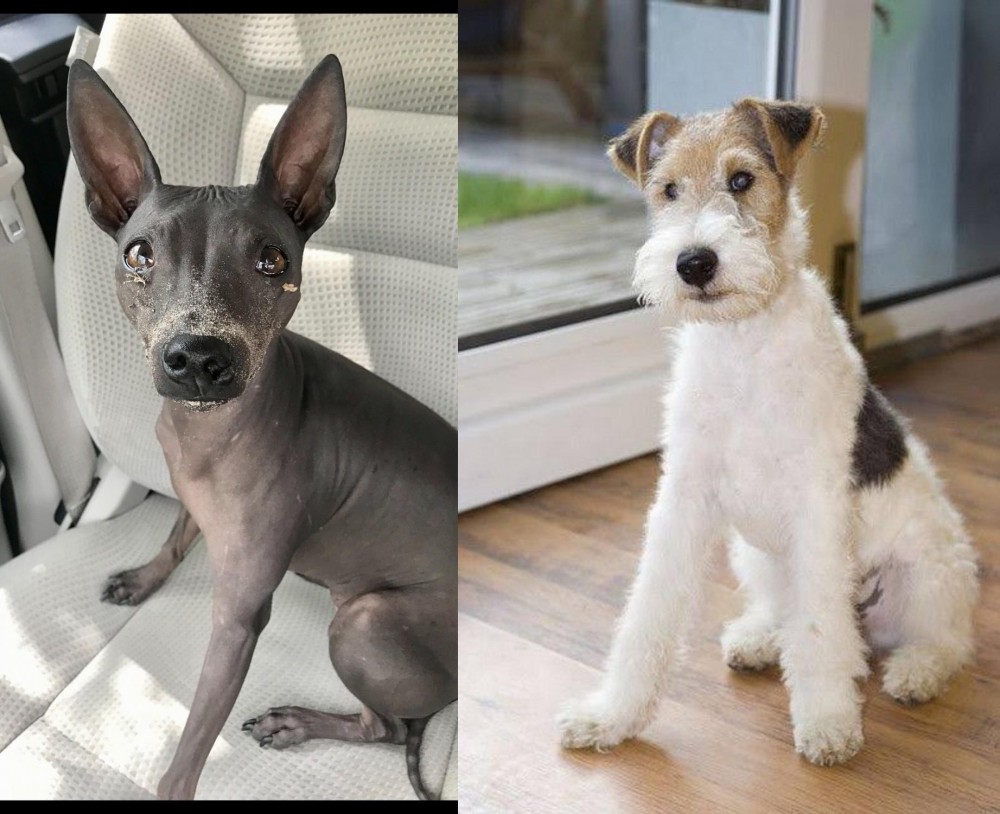 Wire Fox Terrier vs American Hairless Terrier - Breed Comparison