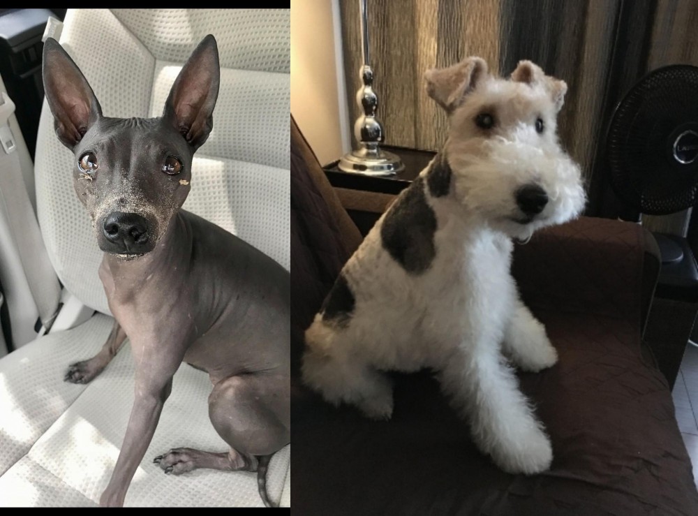 Wire Haired Fox Terrier vs American Hairless Terrier - Breed Comparison