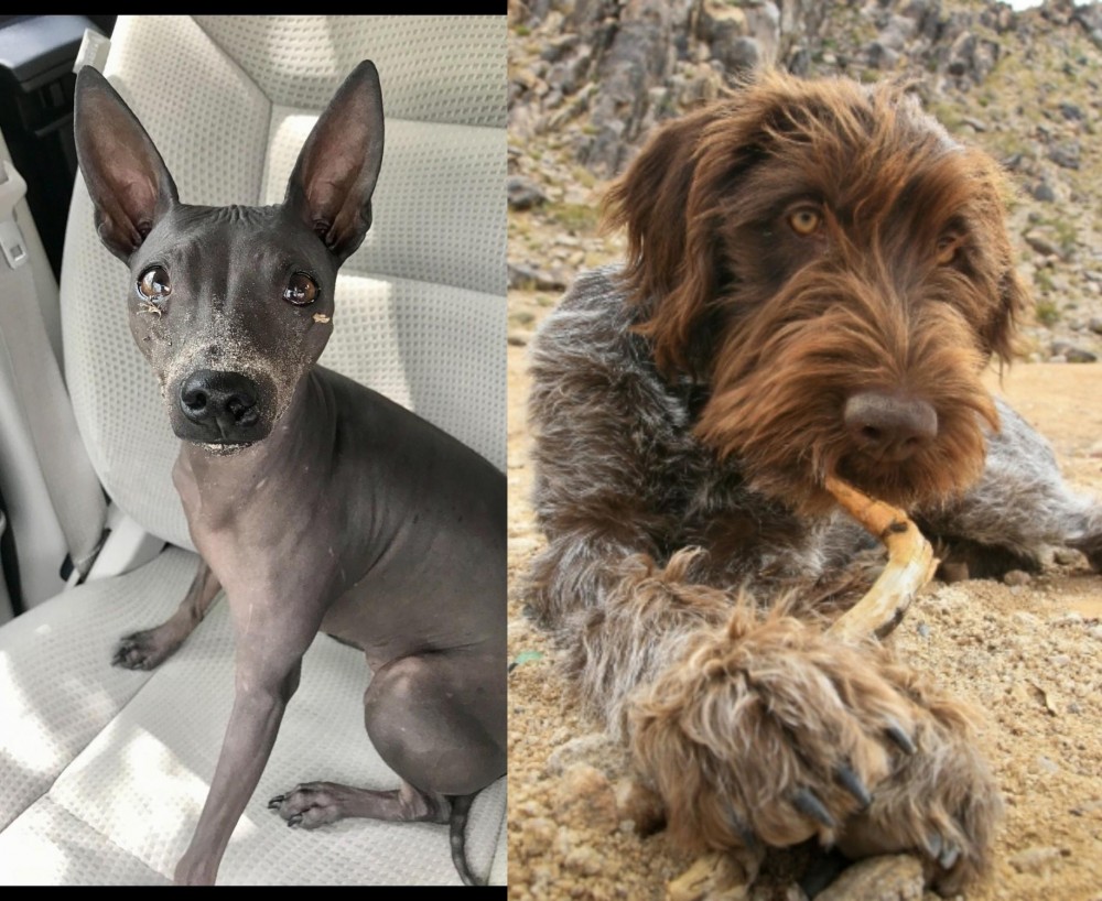 Wirehaired Pointing Griffon vs American Hairless Terrier - Breed Comparison