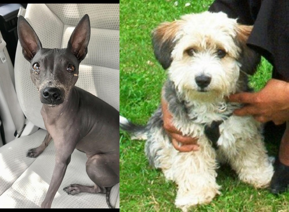 Yo-Chon vs American Hairless Terrier - Breed Comparison