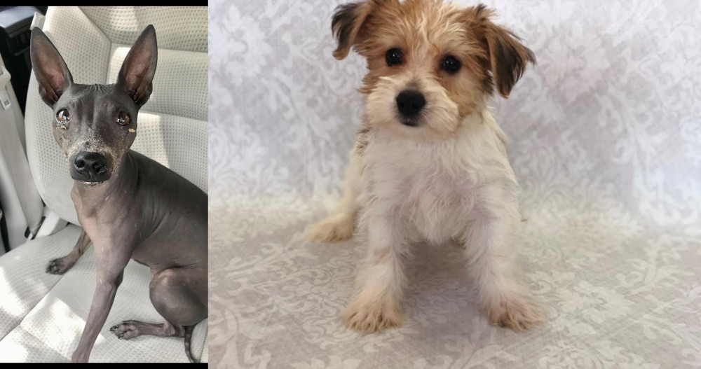 Yochon vs American Hairless Terrier - Breed Comparison