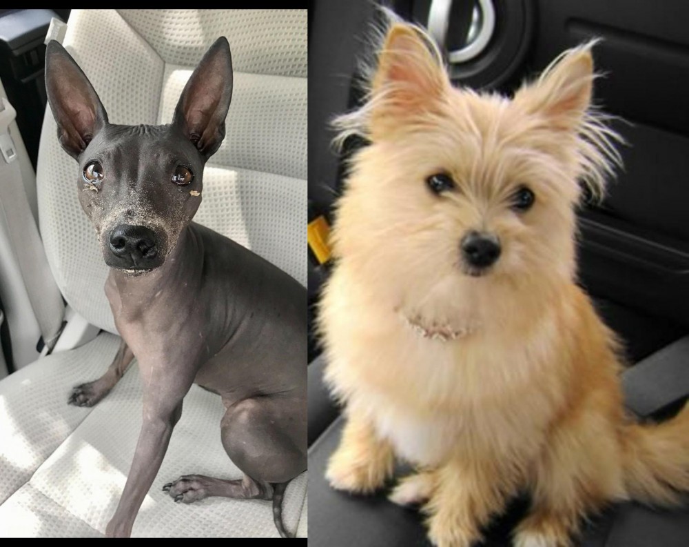 Yoranian vs American Hairless Terrier - Breed Comparison