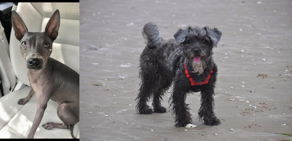 YorkiePoo vs American Hairless Terrier - Breed Comparison