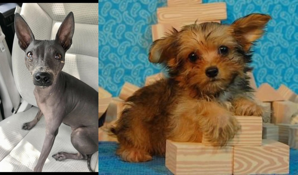 Yorkillon vs American Hairless Terrier - Breed Comparison