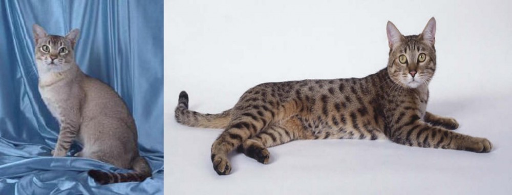 California Spangled Cat vs American Keuda - Breed Comparison