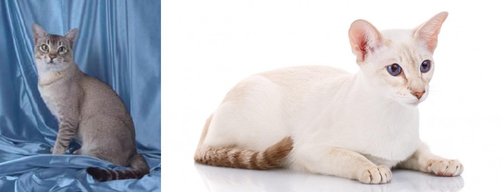 Colorpoint Shorthair vs American Keuda - Breed Comparison
