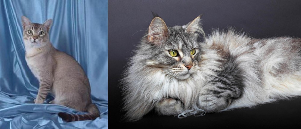 Domestic Longhaired Cat vs American Keuda - Breed Comparison