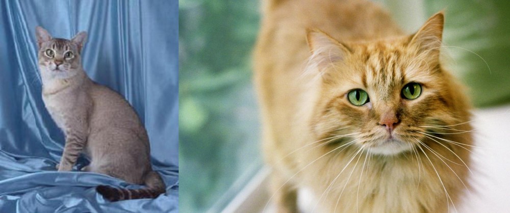 Ginger Tabby vs American Keuda - Breed Comparison