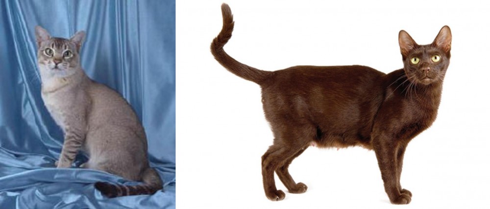 Havana Brown vs American Keuda - Breed Comparison