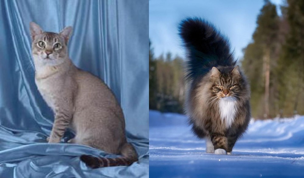Norwegian Forest Cat vs American Keuda - Breed Comparison