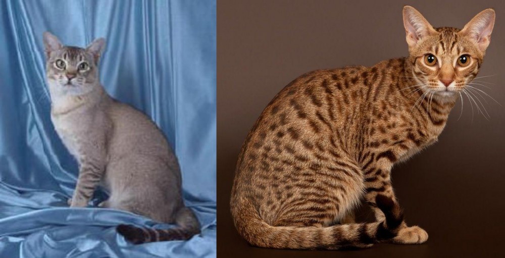 Ocicat vs American Keuda - Breed Comparison