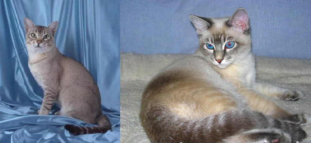 Tiger Cat vs American Keuda - Breed Comparison
