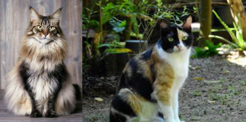 Calico vs American Longhair - Breed Comparison