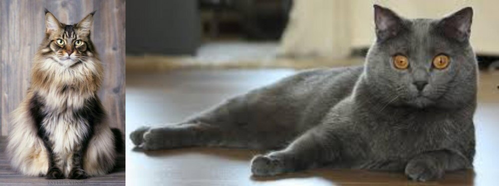 Chartreux vs American Longhair - Breed Comparison