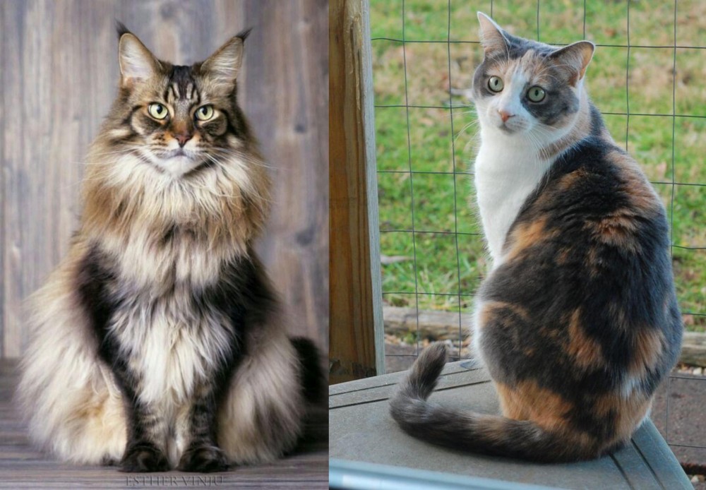 Dilute Calico vs American Longhair - Breed Comparison