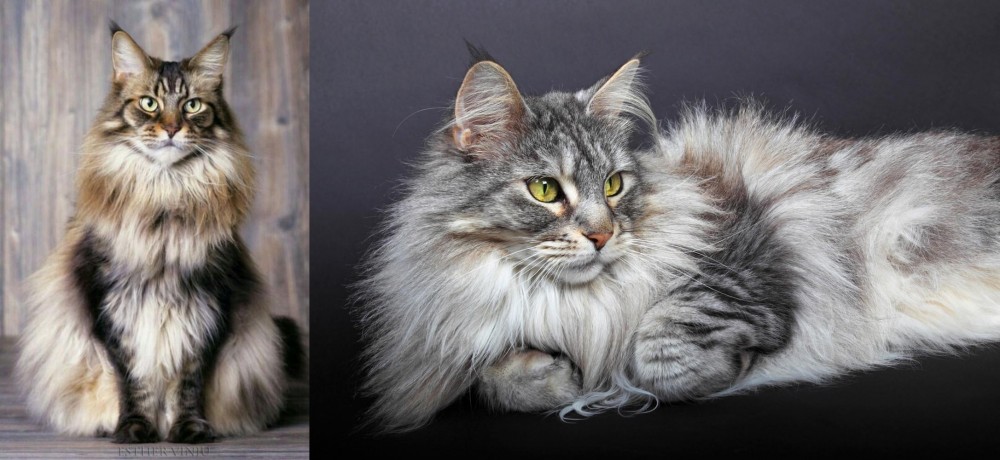 Domestic Longhaired Cat vs American Longhair - Breed Comparison