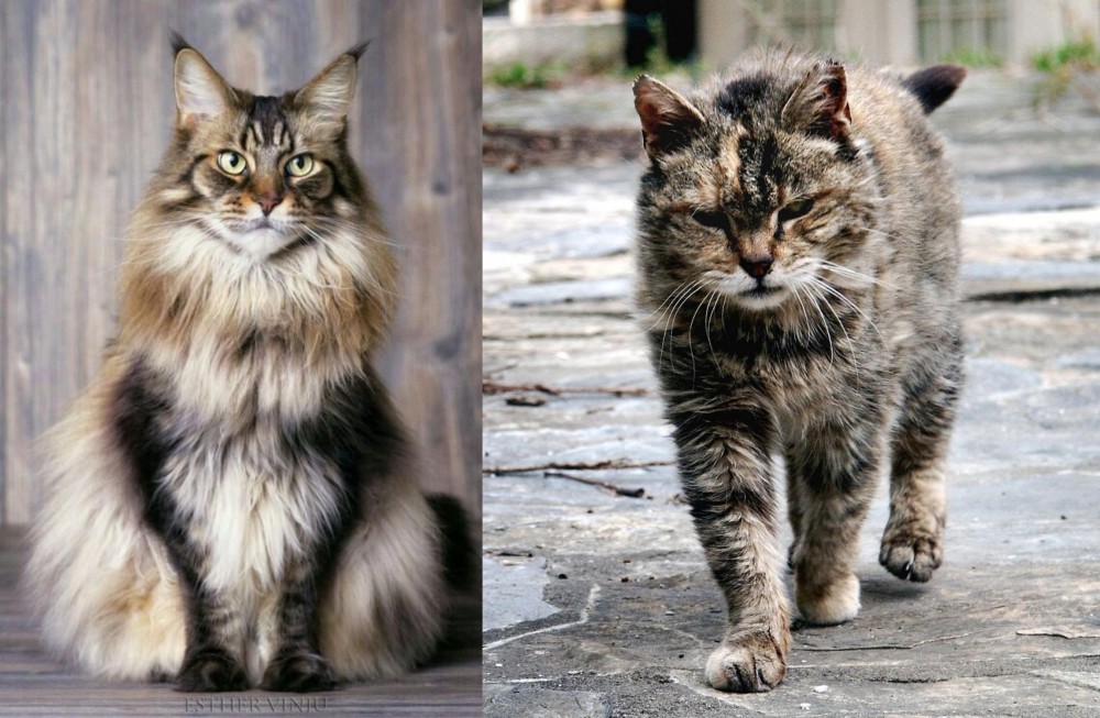 Farm Cat vs American Longhair - Breed Comparison