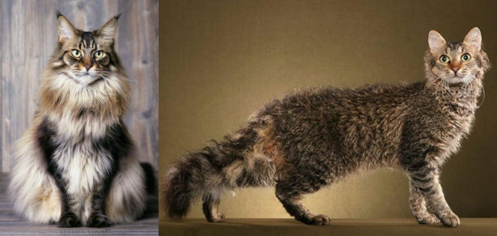 LaPerm vs American Longhair - Breed Comparison