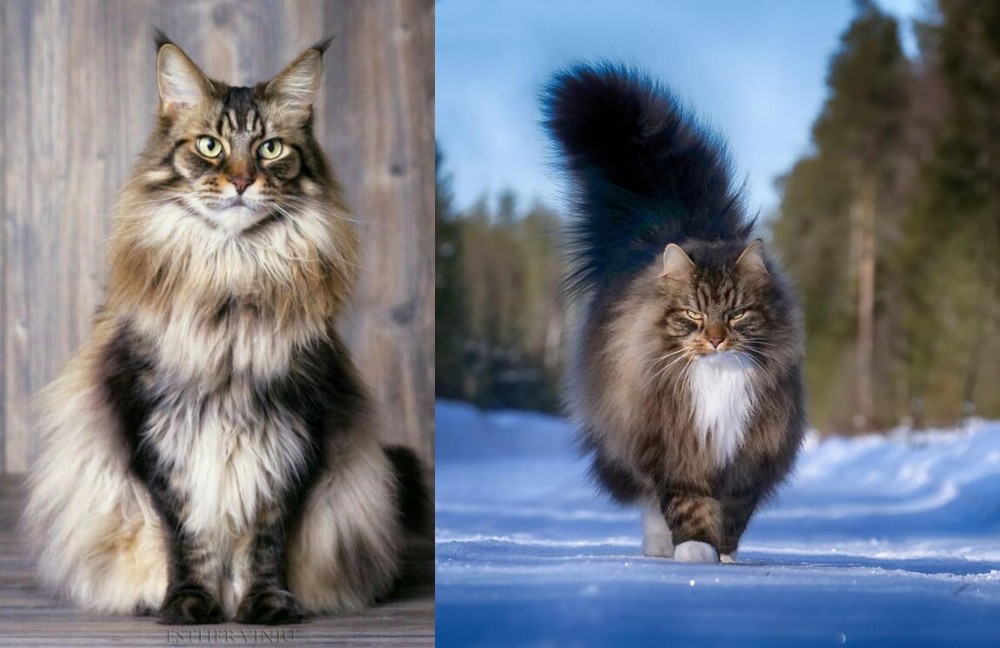 Norwegian Forest Cat vs American Longhair - Breed Comparison