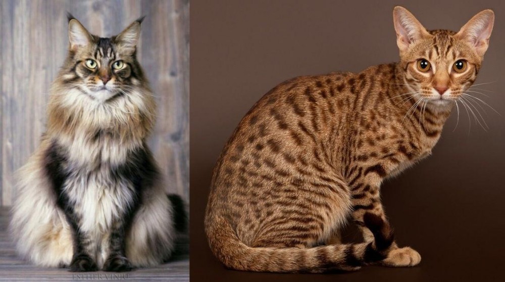 Ocicat vs American Longhair - Breed Comparison