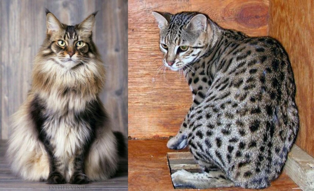 Safari vs American Longhair - Breed Comparison