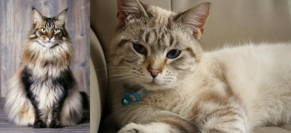 Siamese/Tabby vs American Longhair - Breed Comparison