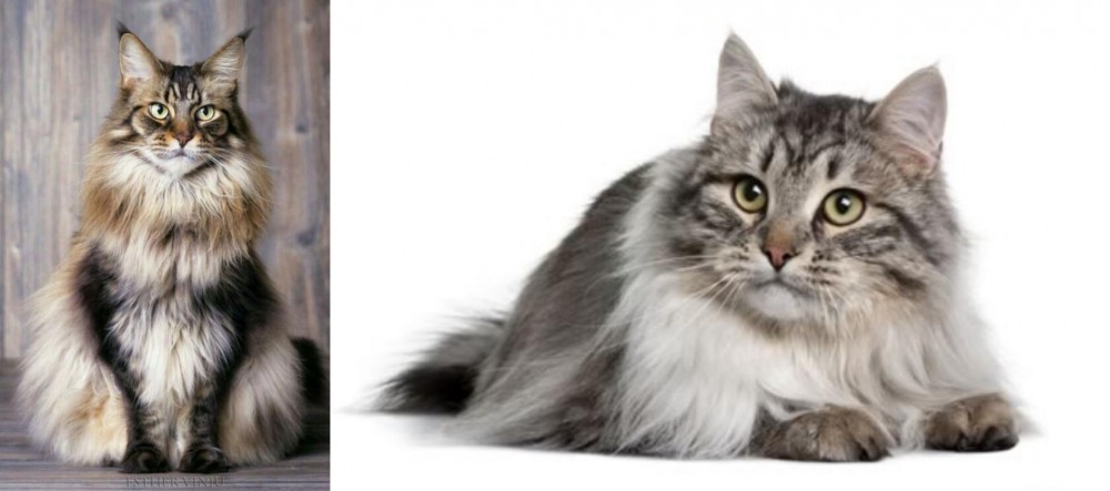 Siberian vs American Longhair - Breed Comparison