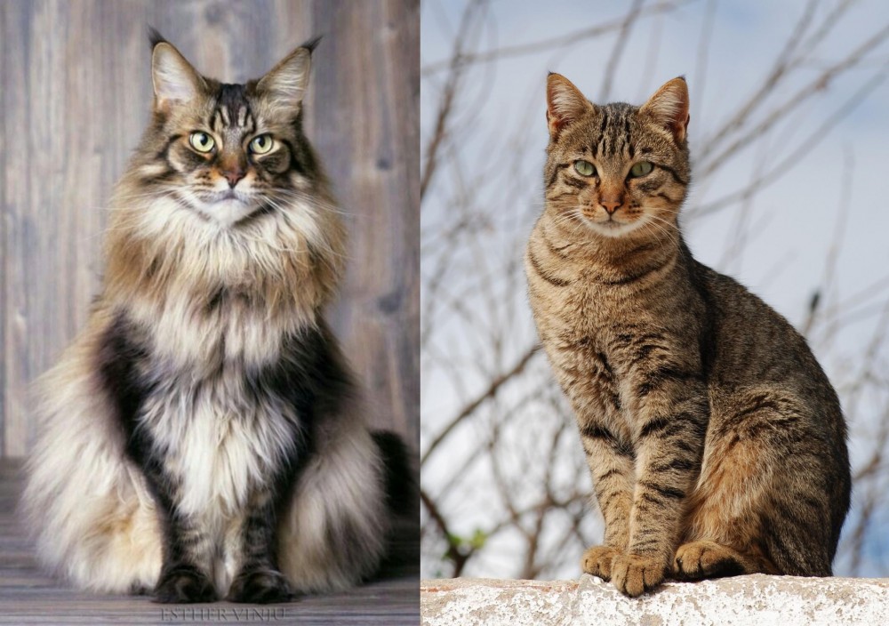 Tabby vs American Longhair - Breed Comparison