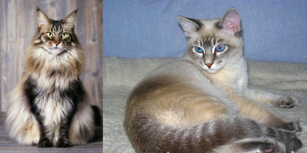 Tiger Cat vs American Longhair - Breed Comparison